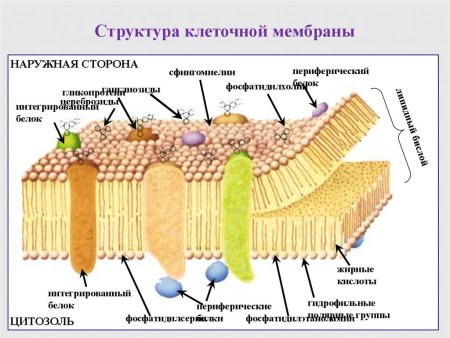 Структурные компоненты клеточной мембраны