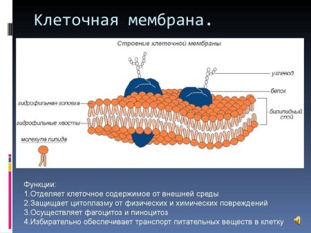 Строение клеточной мембраны
