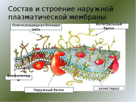 Строение клетки бактерий плазматическая мембрана