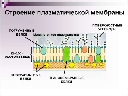 Структура наружной клеточной мембраны