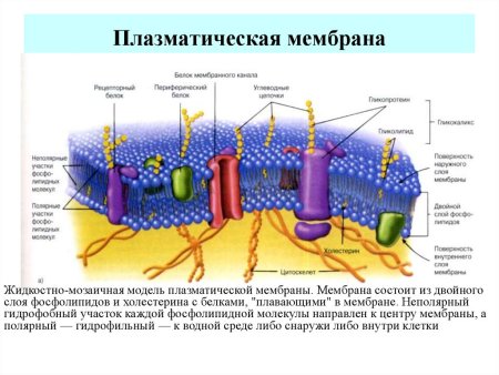 Структура клетки плазматическая мембрана