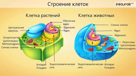 Клетка биология строение клеточная стенка