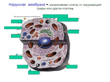 Наружная мембрана клетки