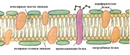 Плазматическая мембрана растений