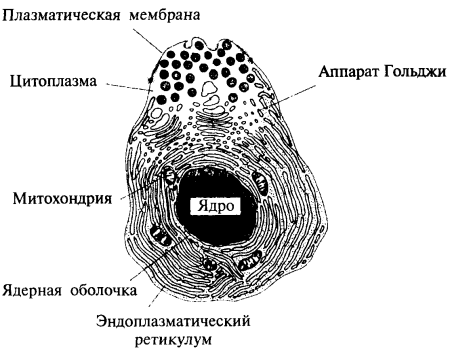 Плазматическая мембрана в клетке растений и животных