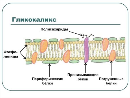 Биологической мембраны гликокаликс