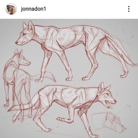 Анатомия волка референс