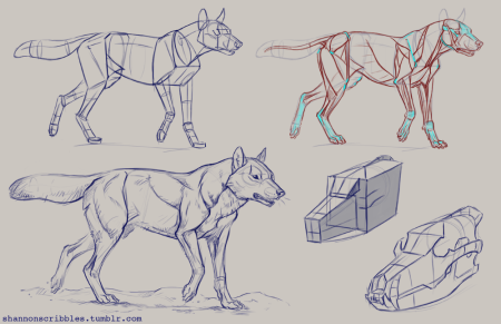 Тигр туториал анатомия