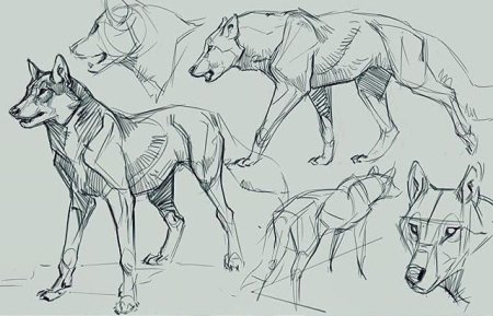 Олениха анатомия