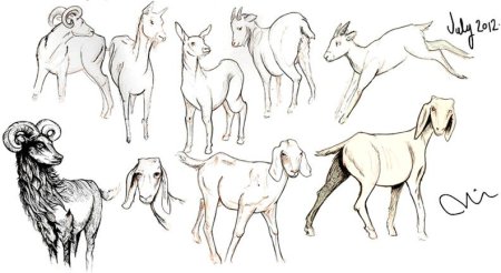 Ферал волк референс