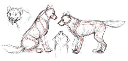 Лошадь референс анатомия