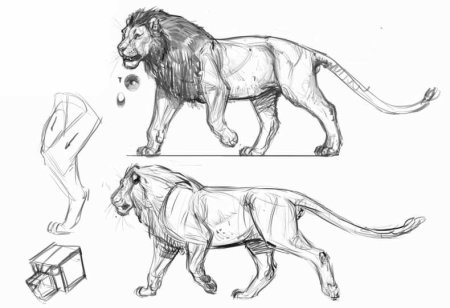 Лев референс анатомия