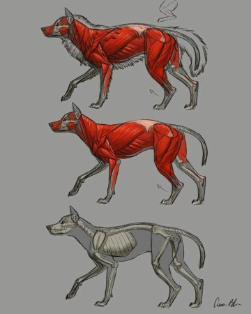 Скелет козленка строение