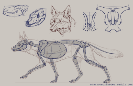 Анатомия Льва