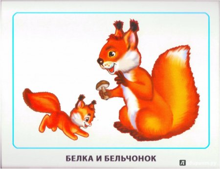 Карточка с изображением белки