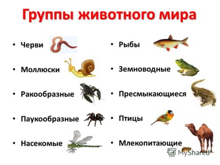 Презентация группы животных