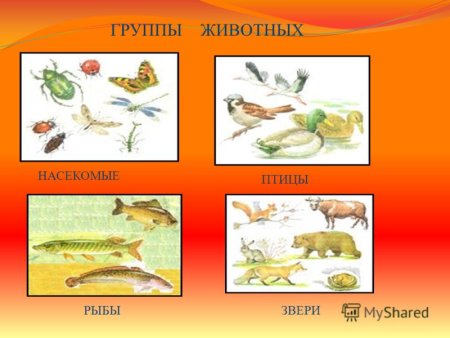 Группа животных звери