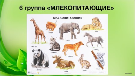 Группа млекопитающих животных