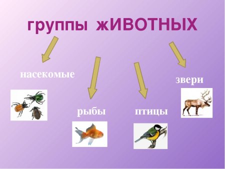 Группы животных 1 класс