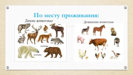 Классификация домашних живот