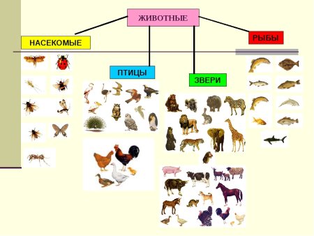 Классы животных