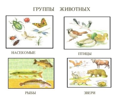 Группа животных насекомые