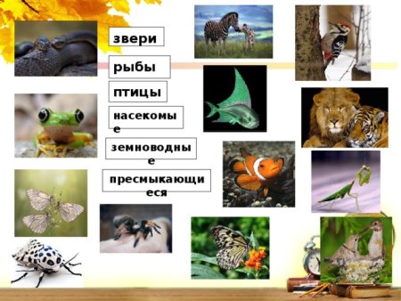 Животные звери птицы рыбы насекомые