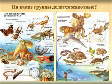Группы животных