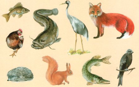 Животные птицы рыбы насекомые