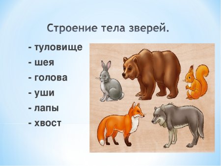 Строение животных для дошкольников