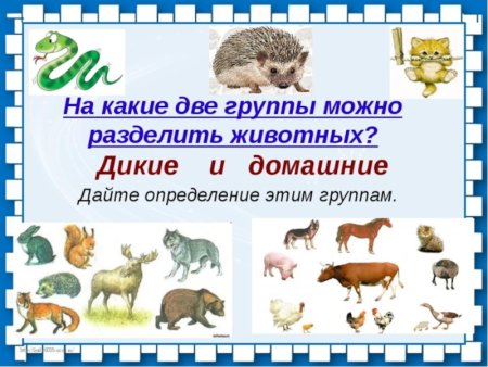 Группы животных домашние и Дикие