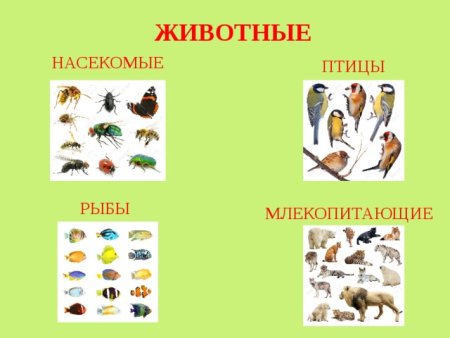 Птицы звери насекомые