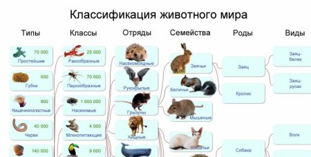 Классификация животных систематика