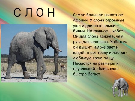 Слон описание для детей