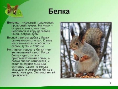 Рассказ о белке