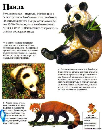 Рассказы о животных