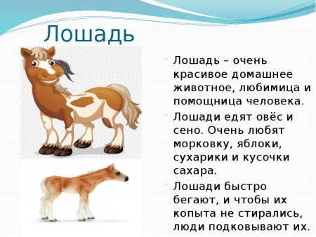 Доклад о домашних животных