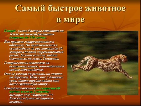 Информация о гепарде
