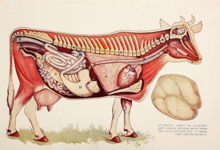 Топография органов КРС