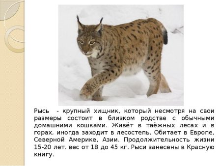 Рысь описание