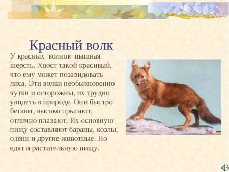 Рассказ о Красном волке из красной книги