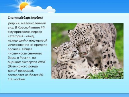 Животные красной книги России Ирбис