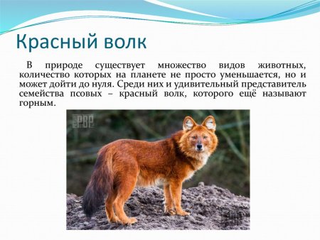 Животное занесенное в красную книгу красный волк