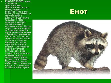 Описание енота