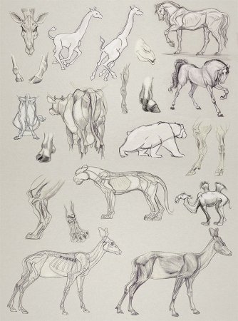 Анатомия животных референс