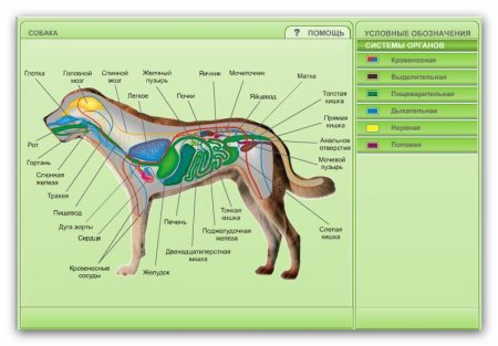 Строение внутренних органов собаки схема