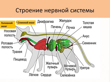 Внутреннее строение кошки