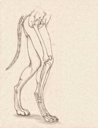 Анатомия лап фурри