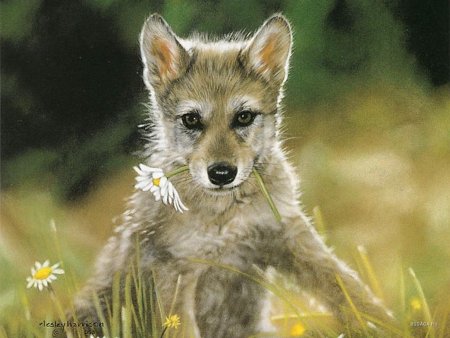 Художница Лесли Харрисон