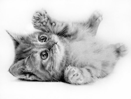 Котик карандашом